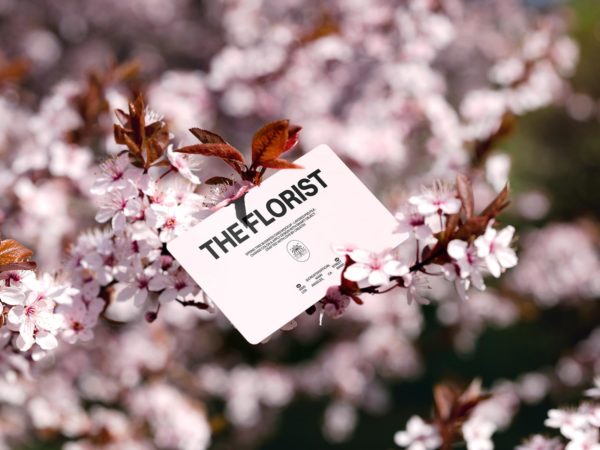 Free spring business card mockup